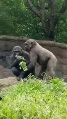 Tender moment between _gorilla siblings