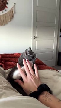 Smart Cat Stops Owner's Hand Mid-Air Before It Touches Her