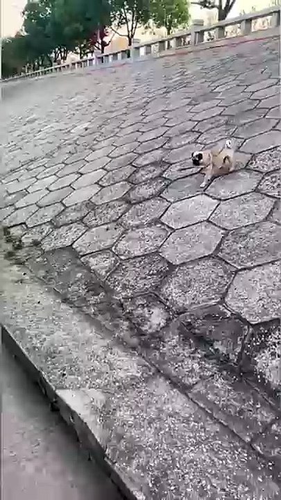 Where are you going, little shit?