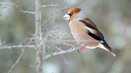 Bird vedio