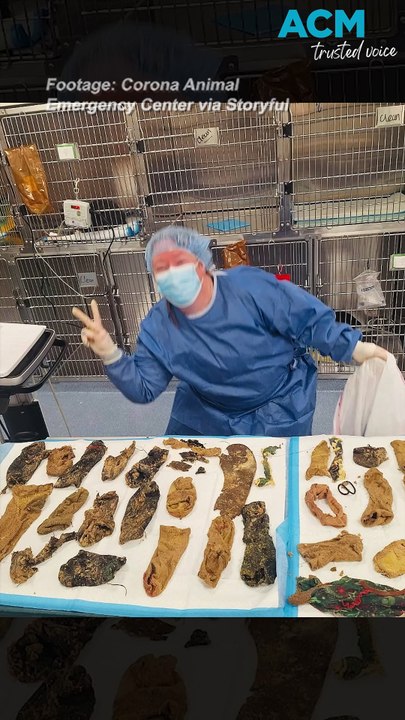 Barking mad! Vets find 44 objects inside dog's stomach including 24 socks