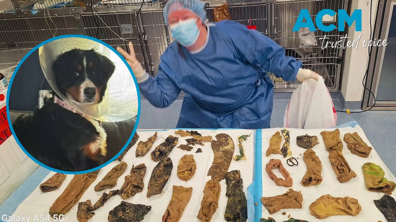 Barking mad! Vets find 44 objects inside dog's stomach including 24 socks