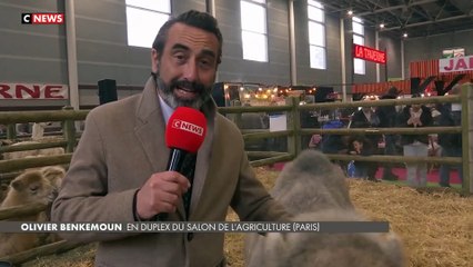 Salon de l’Agriculture 2025 : rencontre avec Galilée la chamelle