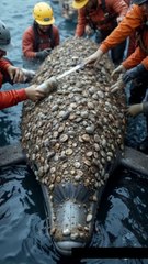 🌊🐬 Epic Rescue! Team Scrubs Giant Dolphin Covered in Barnacles! 🧽✨