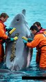 🐬✨ Amazing Rescue! Team Scrubs Giant Dolphin Clean from Barnacles! 🧼🚿