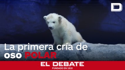 Nur, la osezna polar pionera en América Latina, da sus primeros pasos en su nuevo hogar