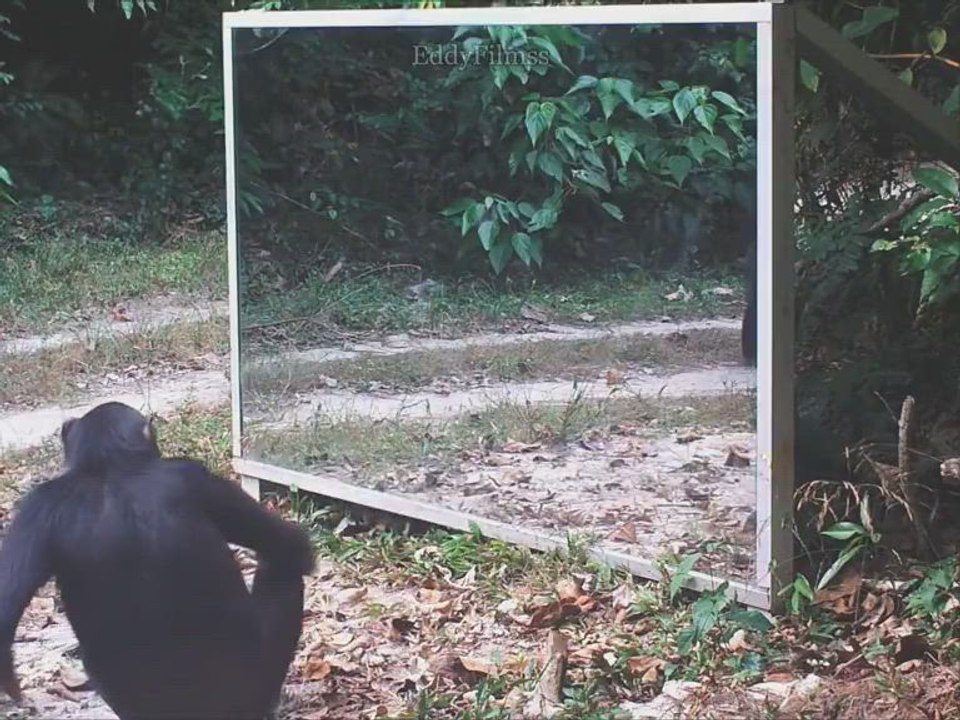 Unos animales en la selva se encuentran con su reflejo y las reacciones son épicas