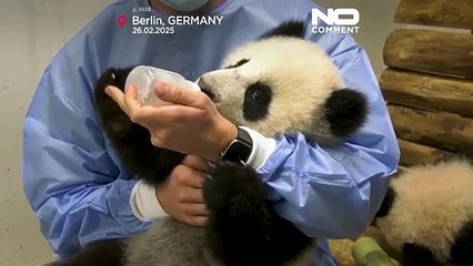 NO COMMENT: Leni y Lotti, las 2 crías de panda gigante del zoo de Berlín