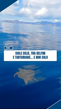 Tartarughe caretta caretta avvistate alle Eolie
