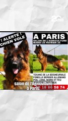 Une chienne de race disparait au Salon de l'Agriculture