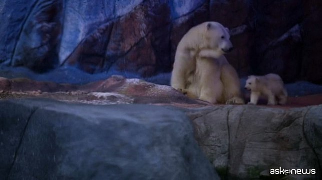 Nur ? la prima cucciola di orso polare nata in America Latina