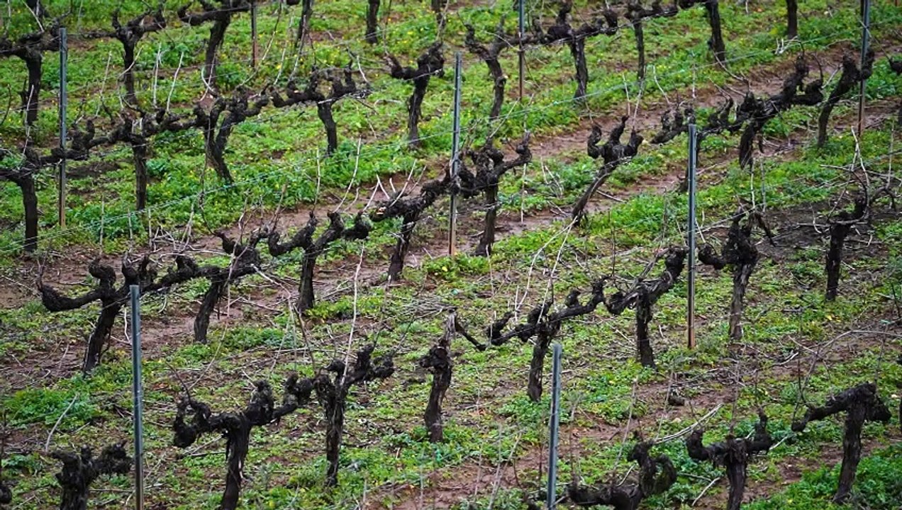 Bodegas Ladairo gana el Premio Pyme del Año en Ourense