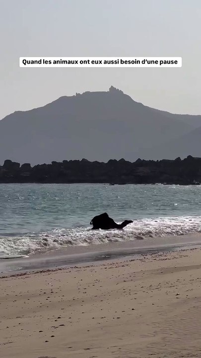 Quand un chameau prend du temps pour lui sur une plage à Oman 🇴🇲