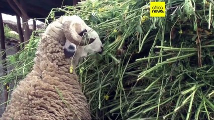 Amid drought, King urges Moroccans not to kill sheep for Eid al-Adha