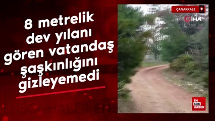 Çanakkale'de 8 metrelik yılanı gören vatandaş şaşkınlığını gizleyemedi