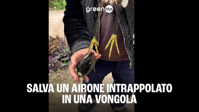 Salva un airone intrappolato in una vongola