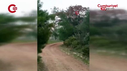 Çanakkale'de dev yılan görüldü: Yaklaşık 8 metre