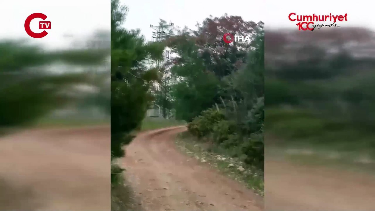 Çanakkale'de dev yılan görüldü: Yaklaşık 8 metre