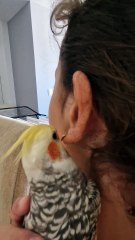 Bird Tries to Eat Its Owner's Earring