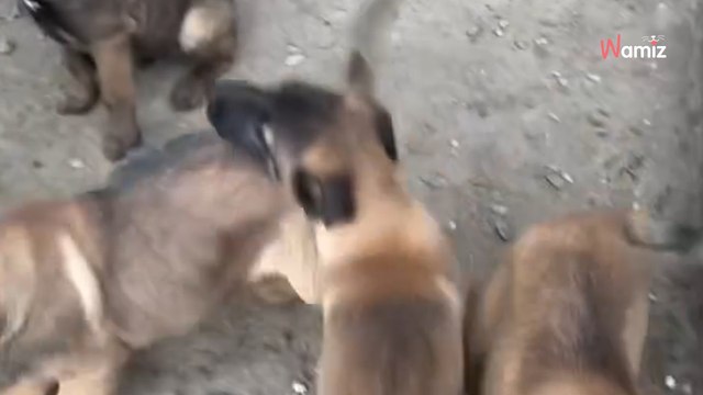 Pyrénées-Orientales : suite à un signalement, un refuge découvre la triste vie de deux chiens et leurs petits