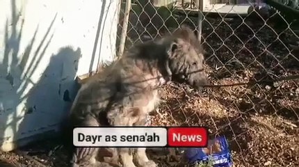 اكتشاف 3 ضباع مفترسة في إربد 🐾