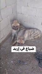 اكتشاف ضباع نادرة في إربد 🐾