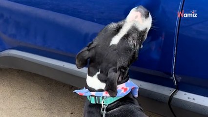 Après une nuit hors du refuge, un vieux chien est de retour : son attitude déchirante va décontenancer une bénévole