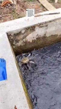 2 pakan alternatif ini jenis daging Begini cara memberikan nya untuk ikan lele