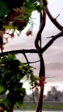 Cyclone Garance : le déluge vu par les internautes