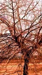 Crisis hídrica en Saltillo ¿Cómo se puede enfrentar el desabasto de agua?