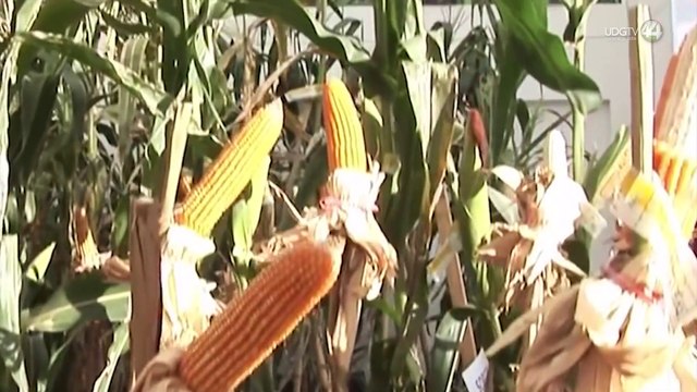 En México se prohíbe la siembra de maíz transgénico mientras productores piden más apoyo al campo