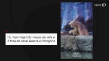 Aquário de São Paulo apresenta primeira ursa polar nascida na América Latina