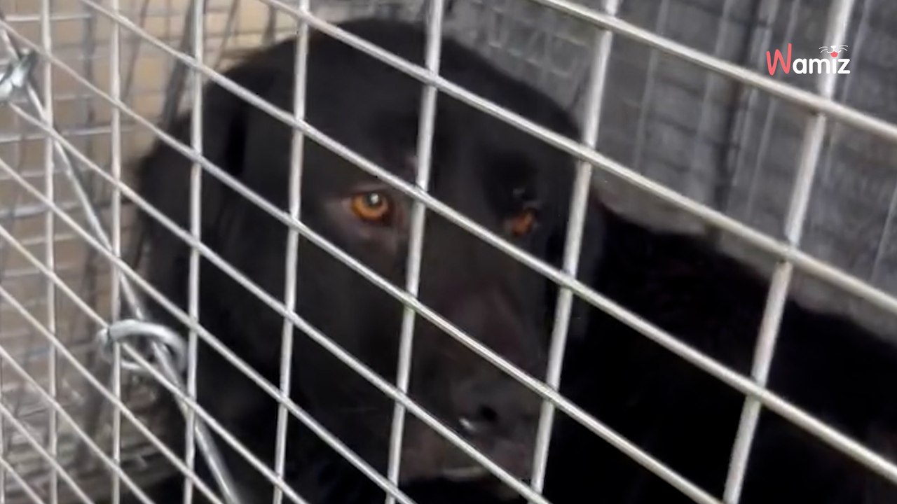 Mouvement inconnu parmi les déchets : les ouvriers d'une usine de recyclage n'ont pas dit leur dernier mot (vidéo)