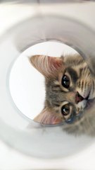 My Cat is My BFF! 😺✨ #123go