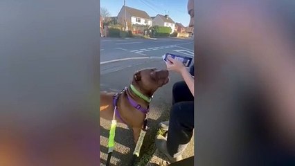 Poor hound found bleeding with stab wounds is looking for loving family
