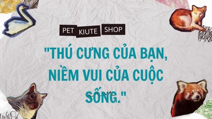 Top 5 Thực Phẩm Tốt Nhất Cho Mèo Nhà Bạn