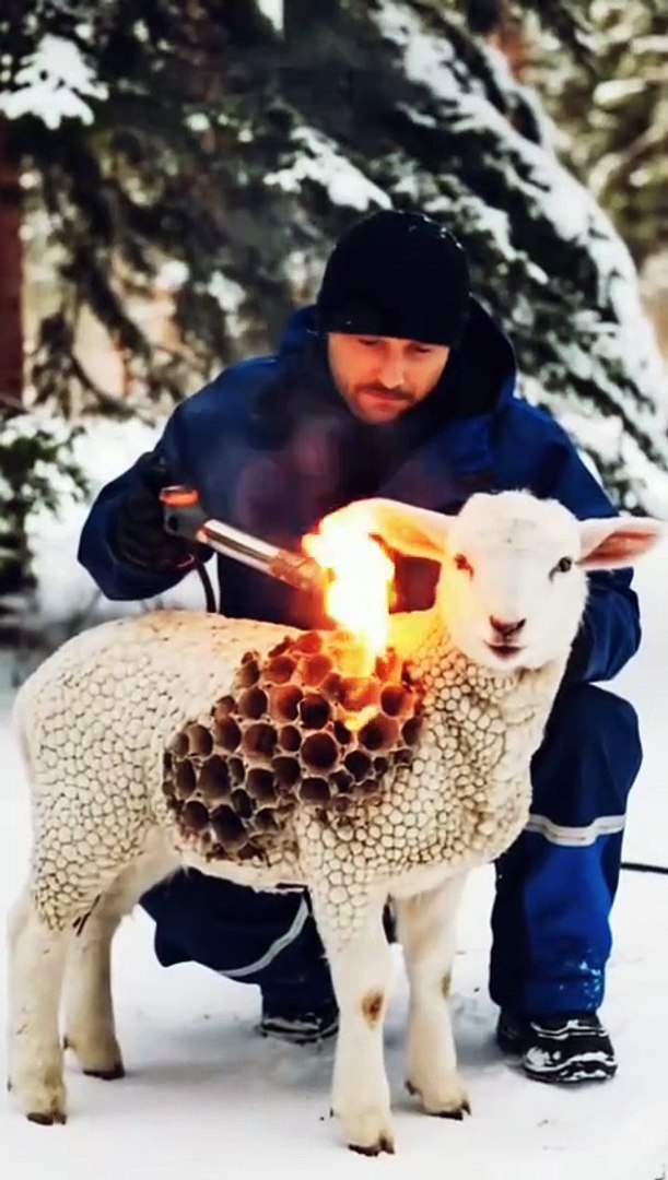 ⁣Animal rescue #animals #wildlife