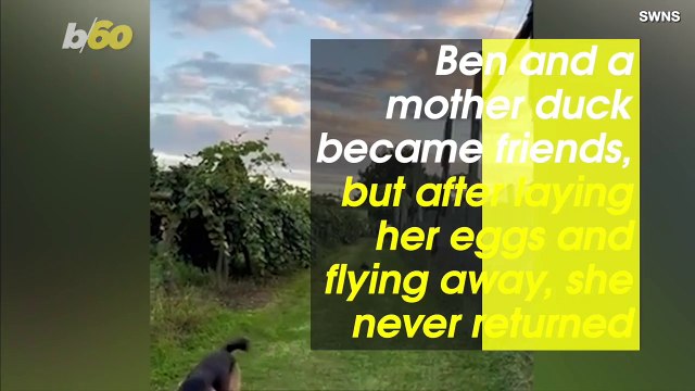 This Adorable German Shepherd Becomes a Surrogate Parent to These Abandoned Ducklings