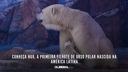 Conheça Nur, a primeira filhote de urso polar nascida na América Latina