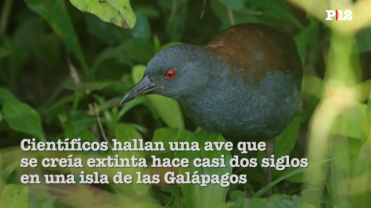 Científicos hallan una ave que se creía extinta hace casi dos siglos en una isla de las Galápagos-