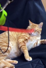 Cute cat angry 😼😂#cat #viralvideo #animals