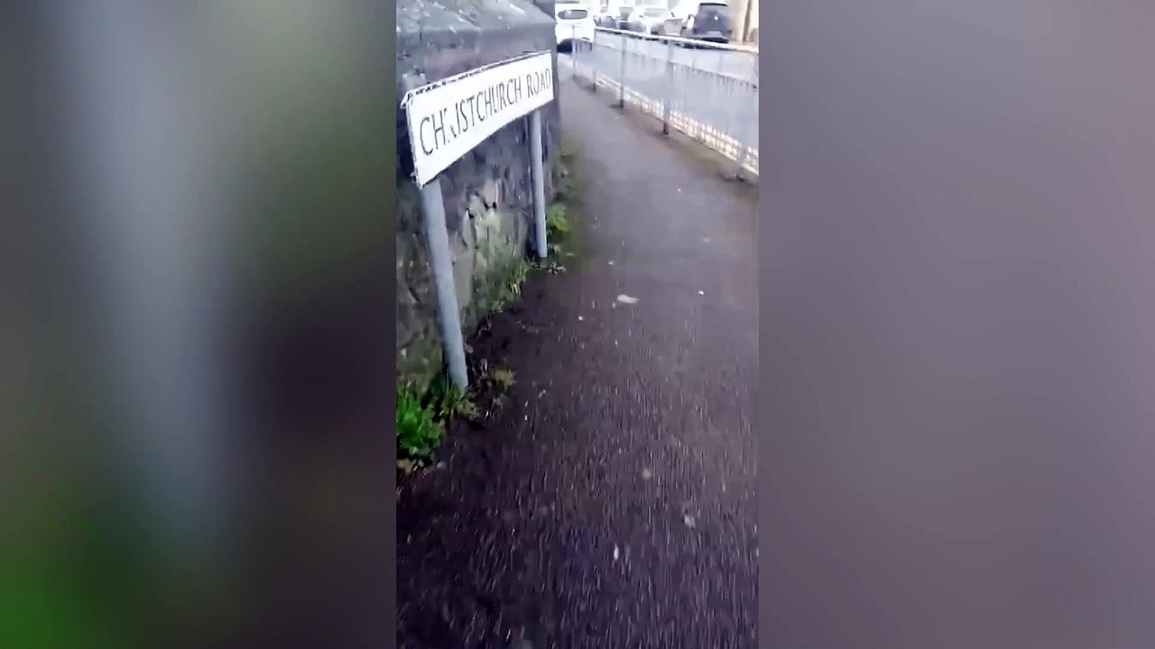 Sickening moment dead seagull held up "like trophy" after 'catapult attack'