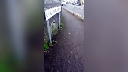 Sickening moment dead seagull held up "like trophy" after 'catapult attack'