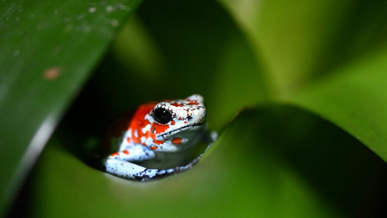 COP16: Einigung über Finanzierung bei UN-Artenschutzkonferenz