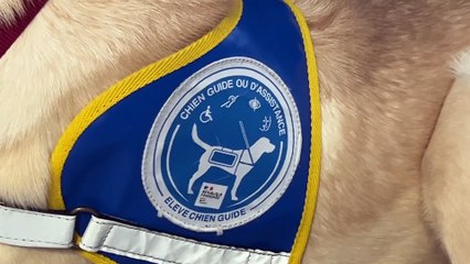 Un élève chien-guide dans les couloirs de la Préfecture