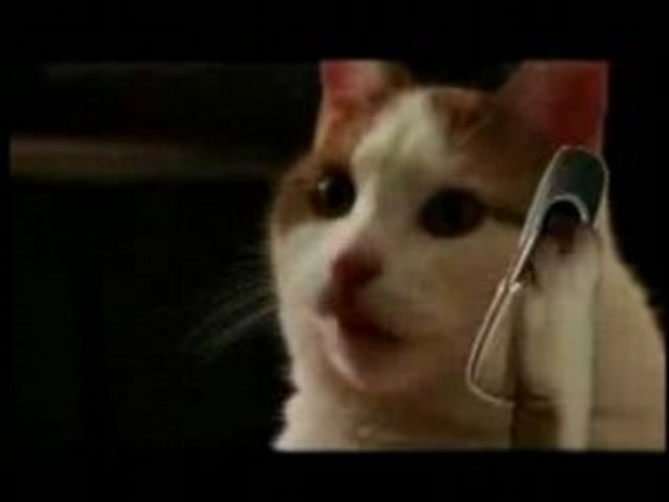 Barack Obama Cat Phones Hillary Clinton Cat