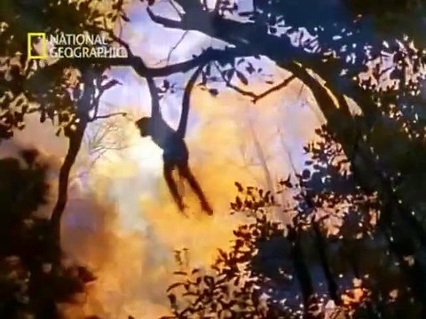 Paraísos Terrenales de Denali, Alaska Salvaje - Documentales Imperdibles