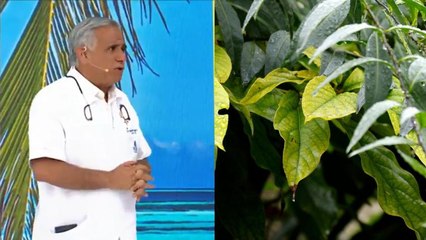 ¿Las plantas ayudan a bajar la temperatura en las habitaciones?