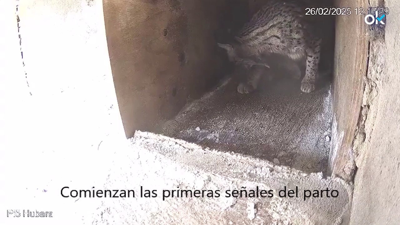 Nace el primer lince ibérico de la temporada d...