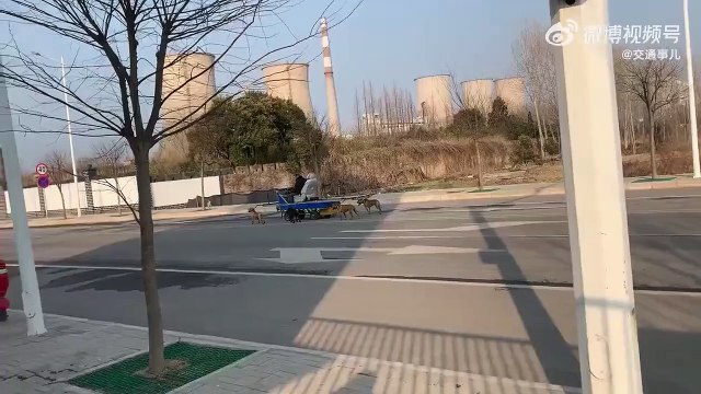 Mieux que des chevaux... des chiens pour tirer sa charrette